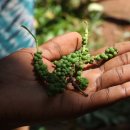 하쿠나마타타 이미지