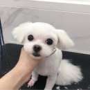 이쁘개애견샵