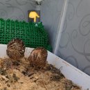 메추라기집 이미지