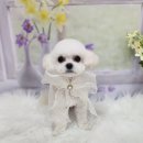 복이네 애견 미용 이미지