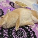 헤이앨리스