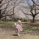 삼랑진양수발전소 | 부산 경남 근교 벚꽃 나들이 명소 밀양 삼랑진양수발전소 / 안태공원 / 하남체육공원 (현 개화상황)