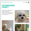 개님살롱 레이크사이드 이미지