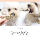 까르치아 이미지