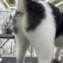 바둑이펫 이미지