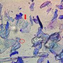 늘사랑 양한방 동물병원 이미지