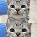 보따리요정 | 2026년 7월 첫째 주 하뀨의 일상일기 | 장마끝 베니스의상인 댕집사 운동 독서왕 콩국수