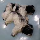 카페독스 이미지