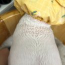 무마취 고양이 미용실 반할고양 이미지