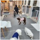 메가펫 애견호텔 이미지