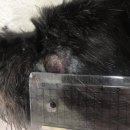 천호동물병원 | 천호역동물병원 눈 밑 고름, 피부질환인 줄 알았는데 &#39;치근단농양&#39;?