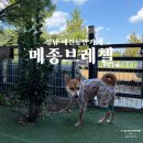 메종브레첼 - 29001 | 성남 애견동반카페 메종브레첼 중형견 동반 후기