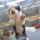 창원강아지분양 헬스독 애견입양 말티푸들포메라니안미니비숑 이미지