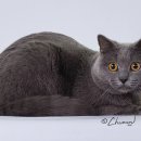 멋진 고양이 이미지