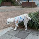 말티교차로 | 6살 말티 '막내' 강아지 대퇴골두제거수술 후 너클링 보조기 신발