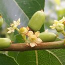 회원농장 이미지