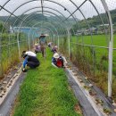 코스모스길 이미지