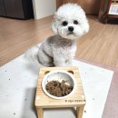 (주)레시펫 네이버블로그