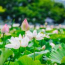 국마마 이미지