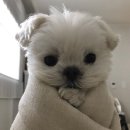 떡볶이스타 - 해운대구 센텀중앙로 90 | 떡볶이스타