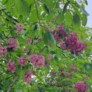 율석1리 이미지