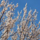 덕풍천동로 이미지