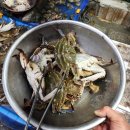 소&돼지야놀아보세 | 옥상 시즌 _ 은평구 불광시장 활꽃게 / sheep 새끼 양고기 / 소돼지야놀아보세
