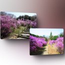 부천-중동-부천-013 이미지