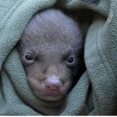 지리산밧데리 이미지