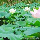 (주)농업회사법인 밀양연꽃마을 이미지