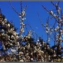 원동농장 이미지