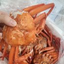 홍개 | 오션씨앤씨 박달홍게 대게찜 대게라면 게딱지밥 알차게 해먹은 후기