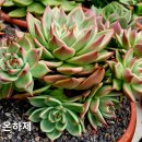 라온하제 이미지