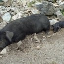 소돼지축산 이미지