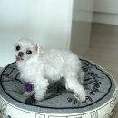 24시 더나은 동물메디컬 센터 이미지