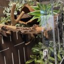 3045 | 테라블록 3045 버튼잎바인 조화 시그니처 크레사육장 풀세트 완벽 사용 후기!