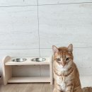 파인클라우드 | 고양이 식기대 높이조절 되는 라클라우드 파인스텝 사용후기 (노묘 집사)