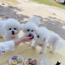 강아지정원 이미지