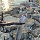 09-A | 서산 A방조제 출조 후기 (25/09/26) <풀치>