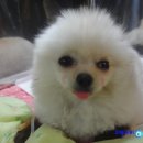 미소동물치과병원 이미지