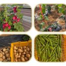 대선농장 이미지