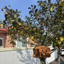 호그니 하우스 이미지