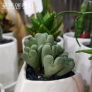 로즈앤캔디