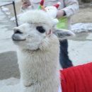 용문목장 이미지