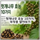 헛개나무 효능 10가지, 부작용 알아보기
