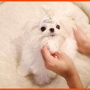 쉬크독 | 인천강아지분양 쉬크독, 믿음직한 강아지분양 전문점