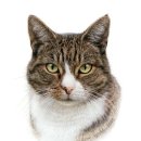 Aron 카카오 검색결과