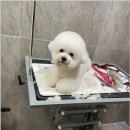 댕스살롱 이미지