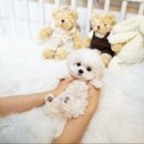 시현펫살롱 이미지