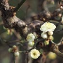 안산 식물원 이미지